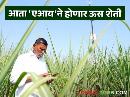 Sugarcane farming will be done on the fields of 1 lakh farmers in the state using AI, subsidies will also be provided; Read in detail | राज्यात १ लाख शेतकऱ्यांच्या शेतावर होणार 'एआय'ने ऊस शेती, अनुदानही मिळणार; वाचा सविस्तर