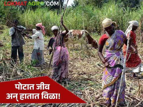 latest news Ustod Kamgar: Sugarcane cutting prohibited for pregnant women over five months; Read the strict court order in detail | Ustod Kamgar: पाच महिन्यांवरील गर्भवती महिलांना ऊसतोड बंद; कोर्टाचे कडक आदेश वाचा सविस्तर