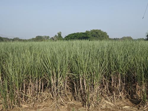 Sugarcane does not get good growth; The season will wrap up within 100 days | ऊस काही डोक्यावर जाईना; हंगाम १०० दिवसांतच गुंडाळेल