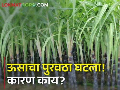 Latest News sugarCane production down, cane supply to factories reduced | साखर कारखाने शेतकऱ्यांकडचा कोवळा ऊस का तोडून नेत आहेत?