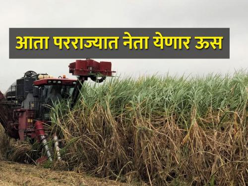 sugarcane issue, Ban on transportation of sugarcane to other state has finally lifted | दिलासादायक :परराज्यातील ऊस वाहतूकबंदी अखेर हटली; स्वाभिमानीच्या आंदोलनाला यश
