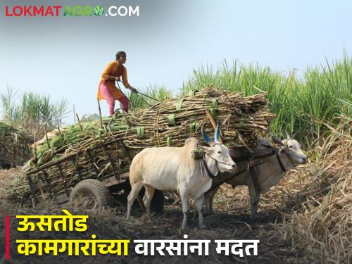 Latest News Five lakhs help to heirs of sugarcane workers | ऊसतोड कामगारांच्या वारसांना मदत, किती निधी, कुणाला मिळणार अर्थसाहाय्य?