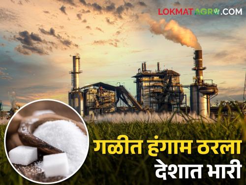 Sugarcane Crushing Even though the forecast for sugarcane crushing was missed, this year's sugarcane crushing season has been heavy in the country | Sugarcane Crushing पावसाने गाळपाचा अंदाज चुकवला तरी यंदाचा गळीत हंगाम ठरला देशात भारी