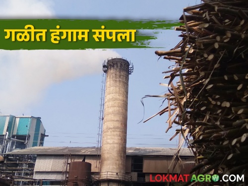 The season of factories in Sangli district is over, so many tons of silage have been produced in the district | सांगली जिल्ह्यात कारखान्यांचा हंगाम संपला, जिल्ह्यात झाले इतके टन गाळप