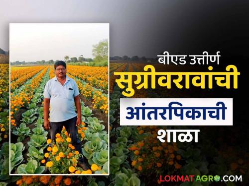 Farmer Success Story : Seasonal intercropping farming experiment of Sugrivarao of Mohgaon is successful; Marigold and Cabbage made Lakhpati in three months | Farmer Success Story : मोहगावच्या सुग्रीवरावांचा हंगामी आंतरपीक शेती प्रयोग यशस्वी; तीन महिन्यांत झेंडू अन् कोबीने केले लखपती