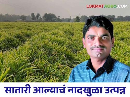 A farmer from Rethere Harnaksh got a record yield of 30 tonnes of satari ginger from one and a half acres | रेठरे हरणाक्ष येथील शेतकऱ्याने दीड एकरामध्ये घेतले ३० टन सातारी आल्याचे विक्रमी उत्पादन.. वाचा सविस्तर यशोगाथा