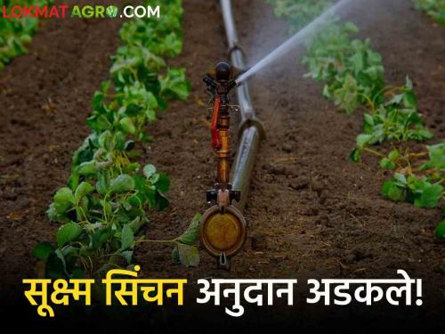 Latest News yavatmal district Farmers did not get micro irrigation subsidy, read in detail | Micro Irrigation Subsidy : कर्ज काढून साहित्य खरेदी, अजून सूक्ष्म सिंचन अनुदान मिळालेच नाही, वाचा सविस्तर 