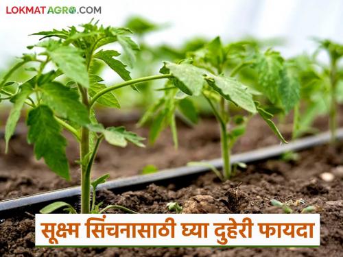 90 percent subsidy can be availed from these two schemes for drip and frost irrigation; Read in detail | ठिबक व तुषार सिंचनासाठी 'या' दोन योजनेतून घेता येईल ९० टक्के अनुदान; वाचा सविस्तर