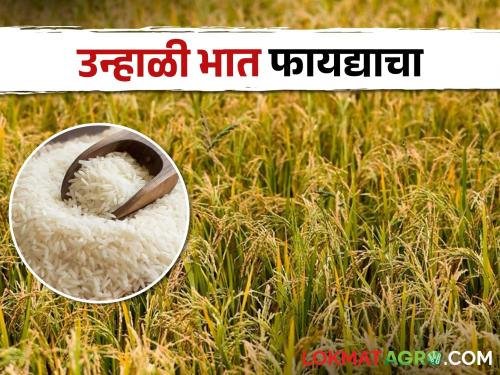 Farmers tend towards summer paddy cultivation, good income is obtained | Summer Paddy उन्हाळी भातशेतीकडे शेतकऱ्यांचा कल, हाती येते चांगले उत्पन्न