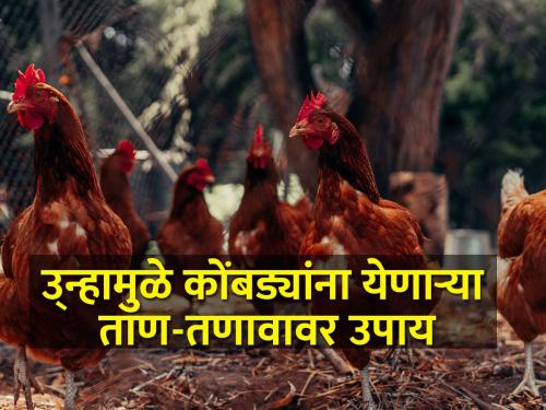 Poultry traders beware, 'heat stress' can occur to chickens due to heat | पोल्ट्री व्यावसायिकांनो सावधान, उन्हामुळे कोंबड्यांना येऊ शकतो ‘हिट स्ट्रेस’