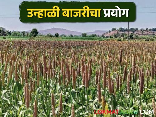 Successful experiment of Summer pearl millet crop in Ambegaon taluka | Summer Bajara आंबेगाव तालुक्यात उन्हाळी बाजरी पीक बहारात