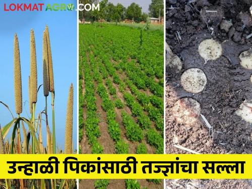 How to take care of summer crops for more production | उन्हाळी पिकांतून अधिक उत्पादनासाठी कशी घ्याल काळजी