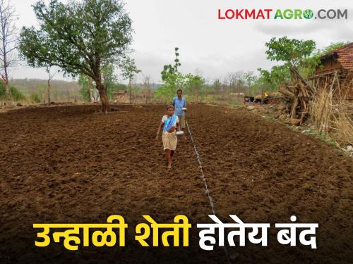 Konkan Farming Will summer farming in Konkan return to its former glory? | Konkan Farming कोकणातील उन्हाळी शेतीचे गतवैभव परत येईल का?