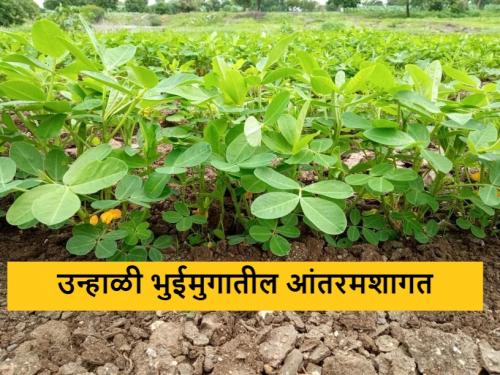 Latest News Intercropping required in summer groundnut Read in detail | Crop Management : उन्हाळी भुईमुगात आंतरमशागत गरजेची का असते? वाचा सविस्तर 