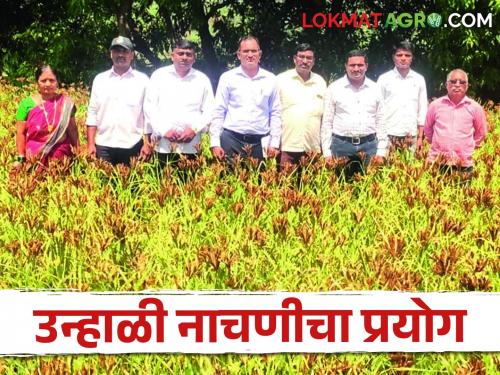 Successful experiment of 'summer ragi crop cultivation' in Bhudargarh taluka | Ragi Cultivation भुदरगड तालुक्यात 'उन्हाळी नाचणी पीक लागवड' यशस्वी प्रयोग