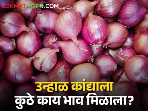 Latest News 11 may 2024 Todays Summer onion market in maharashtra market yards | Onion Market : आज उन्हाळ कांद्याला सर्वाधिक भाव कुठे मिळाला? वाचा सविस्तर बाजारभाव