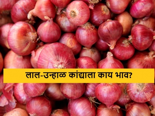 latest News Todays Summer Onion Market price in nashik and maharashtra | Onion Market : लाल कांद्याला क्विंटलमागे काय भाव मिळाला? आजचे कांदा सविस्तर बाजारभाव 