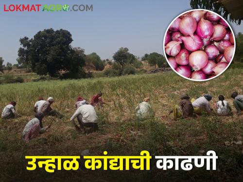 Latest News First phase of summer onion harvesting has started in nashik district | Summer Onion : पहिल्या टप्प्यातील उन्हाळ कांदा काढणीला सुरुवात, शेतकऱ्यांची लगबग 