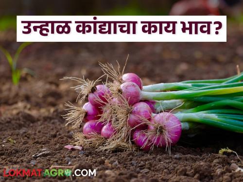 Latest News 29 april 2024 todays summer onion market price in market yards | Onion Market : पिंपळगाव बाजार समितीत उन्हाळ कांद्याला काय भाव मिळाला? वाचा सविस्तर 