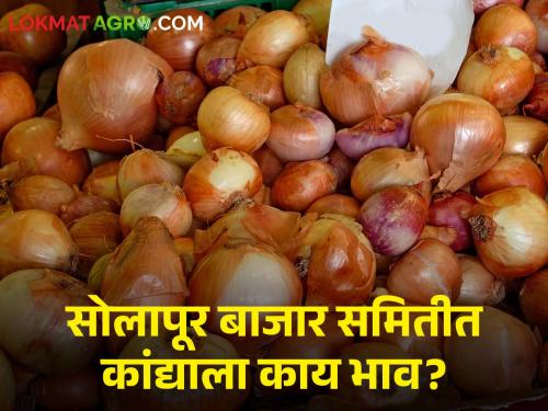 Onion Market: Local onion got the highest price today, read today's market price  | Onion Market : आज लोकल कांद्याला सर्वाधिक भाव मिळाला, वाचा आजचे बाजारभाव 