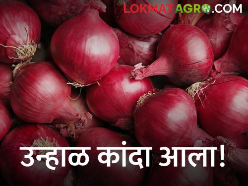 Latest News Arrival of first summer onion of season in Santana Bazar Samiti | हंगामातील पहिल्या उन्हाळ कांद्याची आवक, इतका भाव मिळाला? 