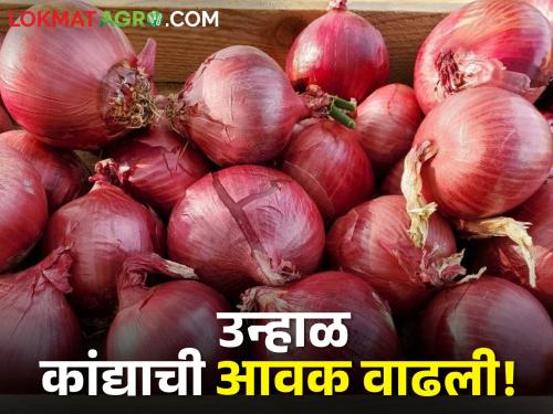 Latest News Todays Summer Onion market price in Lasalgaon, Pimpalgaon | Onion Market : लासलगाव, पिंपळगाव बाजार समितीत उन्हाळ कांदा झळकला, मिळाला 'इतका' भाव