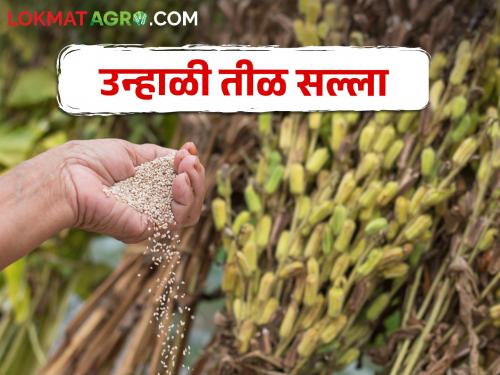 Do this planning to increase production of summer sesame crop | उन्हाळी तीळ पिकाच्या उत्पादन वाढीसाठी असे करा नियोजन