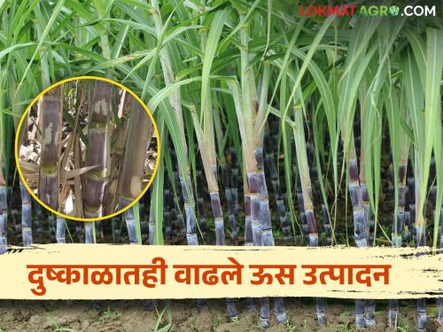 Sunlight, the effect of protected water; Productivity of crops increased even during drought | सूर्यप्रकाश, संरक्षित पाण्याचा परिणाम; दुष्काळातही वाढली पिकांची उत्पादकता