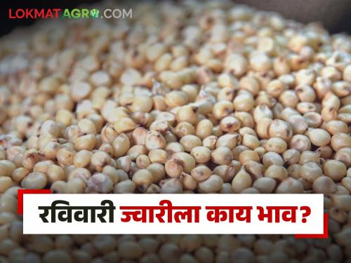 Latest News Todays hybrid sorghum in Shevgaon market committee Read in detail |  Sorghum Market : शेवगाव बाजार समितीत हायब्रीड ज्वारीला काय भाव मिळाला? वाचा सविस्तर             
