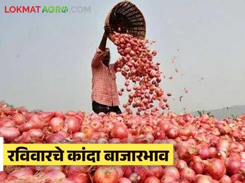 Onion Market Rate: Read today's price of onion, which has been booming for a week | Onion Market Rate : आठवडाभरापासून तेजित असलेल्या कांद्याला वाचा आज काय मिळतोय दर