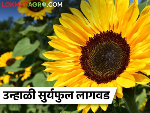 Save cost of edible oil by planting sunflower in summer season | उन्हाळी हंगामात सूर्यफुल लागवड करून खाद्यतेलाचा खर्च वाचवा