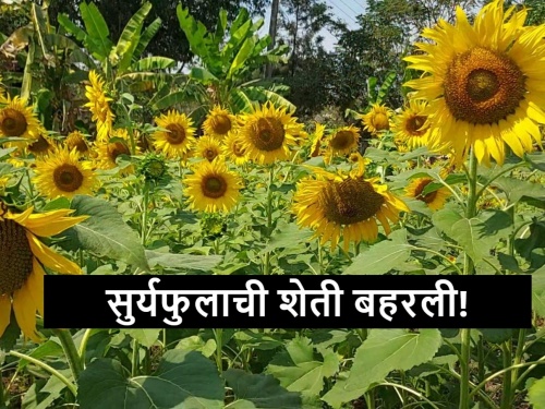 Latest News Sunflower cultivation increased in Nandurbar district | नंदुरबार जिल्ह्यात सुर्यफुलाची शेती वाढली, उन्हाळी हंगामात प्राधान्य
