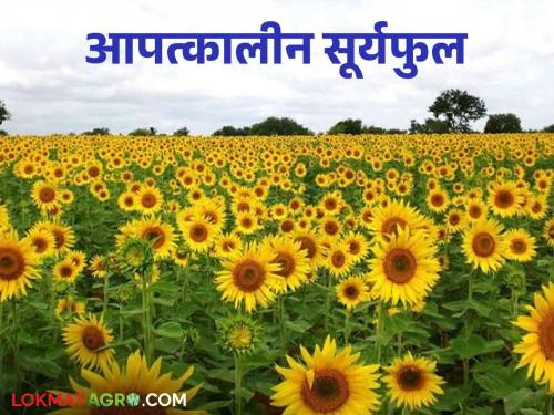 Sunflower Farming is being used as an emergency crop; Sunflower blooms in all seasons | Sunflower Farming आपत्कालीन पीक म्हणून होतोय वापर; सर्वच हंगामात बहरणारे सूर्यफुल