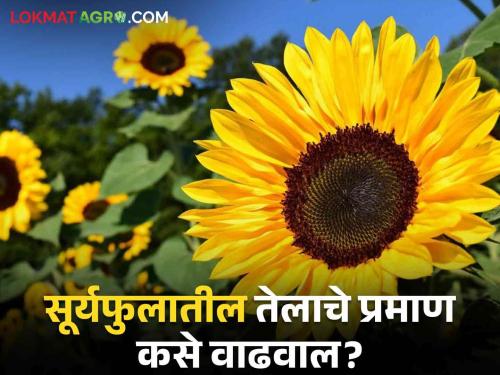 How to do crop management to increase production of sunflower oilseeds | सूर्यफुल तेलबियाचे उत्पादन वाढविण्यासाठी हे आहेत सोपे सहा उपाय