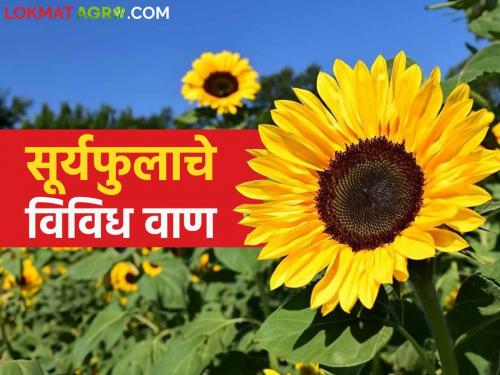 Suryful Lagvad : Which varieties will choose for rabi sunflower cultivation read in detail | Suryful Lagvad : रब्बी सुर्यफुल लागवडीसाठी कोणत्या वाणांची निवड कराल वाचा सविस्तर