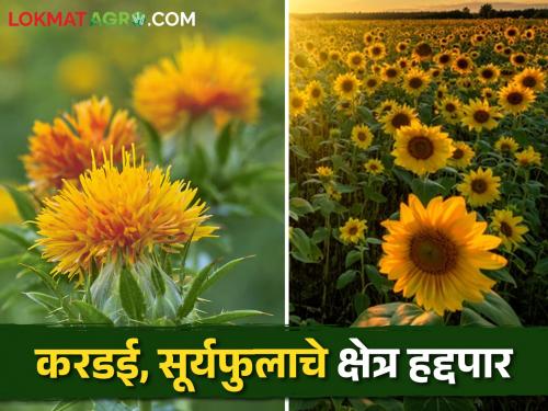 Kardai, sunflowers area expelled from Ashti taluka, which is agar of pulses! | कडधान्यांचे आगर असलेल्या आष्टी तालुक्यातून करडई, सुर्यफुलाचे क्षेत्र हद्दपार!