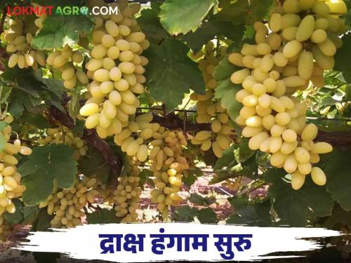 Grapes of this farmer from Tasgaon entered the market because of early pruning | आगाप छाटणी घेतल्यामुळे तासगावच्या या शेतकऱ्याची द्राक्ष बाजारात दाखल