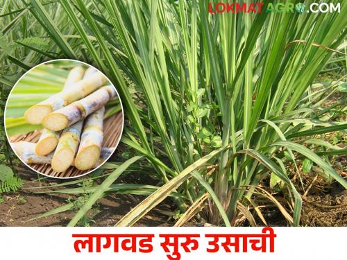 How to cultivation of seasonal suru sugarcane scientifically to increase production? | उत्पादन वाढविण्यासाठी सुरू उसाची शास्त्रीयदृष्ट्या लागवड कशी करावी?