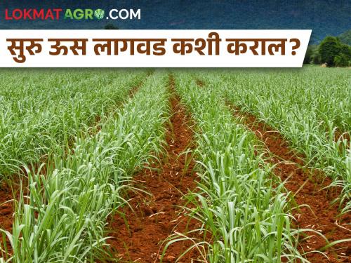 How to manage sugarcane cultivation for record production? | विक्रमी उत्पादनासाठी सुरु उसाच्या लागवडीचे व्यवस्थापन कसे कराल?