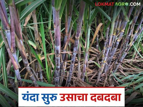 Farmers are opting for suru sugarcane cultivation this year; Why did the area under adsali cultivation decrease? | यंदा सुरु ऊस लागवडीला शेतकऱ्यांची पसंती; आडसालीचे क्षेत्र कशामुळे घटले? जाणून घ्या सविस्तर