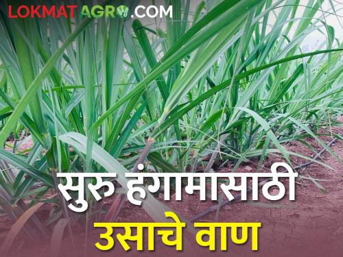 cultivation sugarcane for the regular season; Which variety will you choose? | सुरु हंगामासाठी ऊस लावताय; १०० टन उत्पादन देणारे कुठले आहेत वाण?