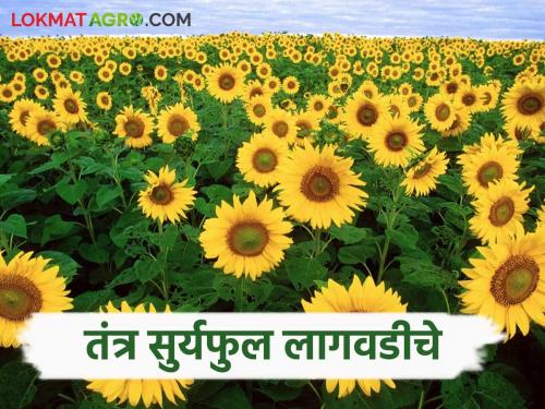 Suryful Lagwad : Huge demand for Sunflower oil How to cultivate read in detail | Suryful Lagwad : सुर्यफुल तेलास मोठी मागणी कशी कराल लागवड वाचा सविस्तर