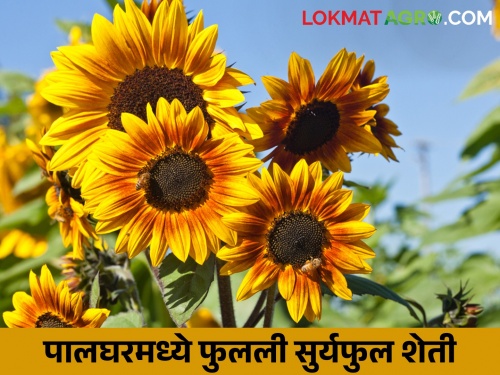 Farming idea of the tribal farmer, the sunflower cultivation flourished by side to the paddy cultivation | आदिवासी शेतकऱ्याची कमाल, भातशेतीला फाटा देत फुलवली सूर्यफुलाची शेती