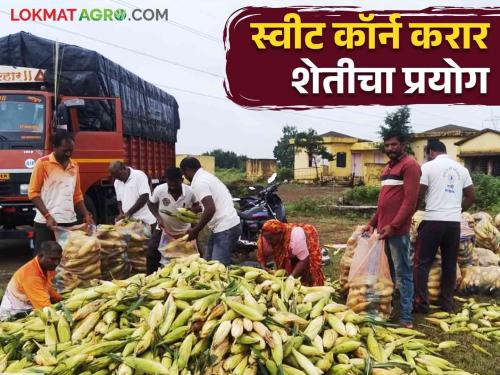 A successful experiment in sweet corn maize contract farming sold at twice the market price | Sweet Corn Market Price : स्वीट कॉर्न मका करार शेतीचा यशस्वी प्रयोग बाजारभावापेक्षा दुप्पट दराने विक्री वाचा सविस्तर