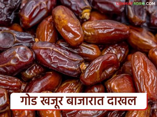 Sweet dates arrived in the market from Bhuj and Kutch in Gujarat | गुजरात येथील भुज, कच्छ येथून आवक; गोड खजूर बाजारात दाखल