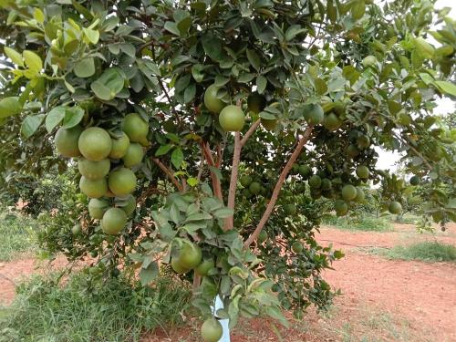 Remedies for fruit drop in sweet lemon mosambi orchards | तुमच्याही मोसंबी बागेत होतेय फळगळ, काळजी करू नका, असे करा उपाय