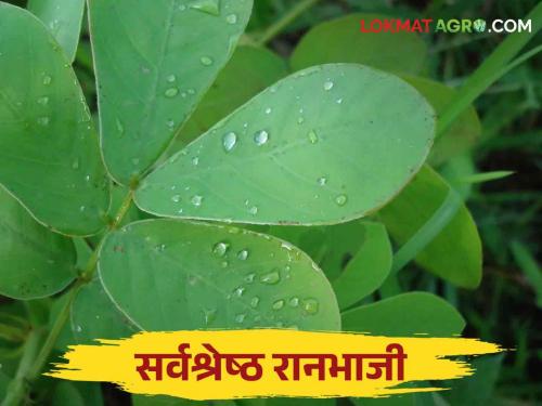 This vegetable is the super vegetable in rainy season wild Vegetables | Ranbhaji: पावसाळ्यातील रानभाज्यांपैकी ही भाजी आहे सगळ्यात भारी