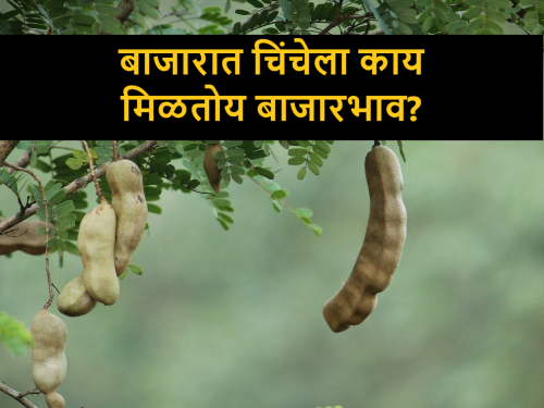 Arrival of 5 thousand sacks of tamarind in Supe sub market; know tamarind market rates | सुपे उपबाजारात चिंचेच्या ५ हजार पोत्यांची आवक; फोडलेल्या चिंचेला भाव जास्त