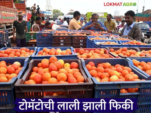Latest news Tamate Market Last week price of tomatoes was Rs 700 per carat, today it is Rs 300 see details | Tomato Market : मागील हफ्त्यात टोमॅटो कॅरेटला सातशे रुपयाचा भाव, आज तीनशे रुपयांवर