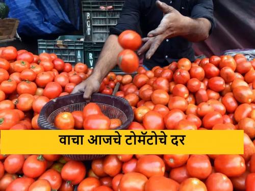 Latest News Tomato Market price in Nagpur market see tomato bajarbhav | Tomato Market : नागपूर बाजारात टोमॅटोला काय भाव मिळतोय? वाचा आजचे बाजारभाव 